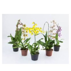 flor orq oncidium variada p15 simples