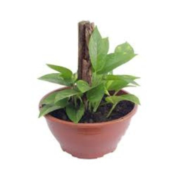 flor ornamental natural jiboia verde c21 un