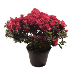 flor azaleia p14 especial