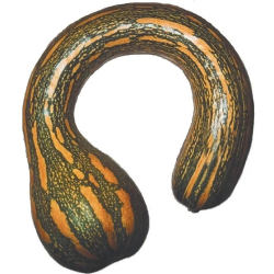 abobora gigante - 2kg - aproximadamente 1 unidade