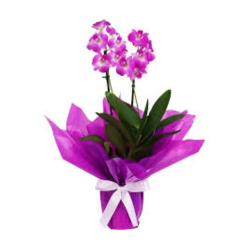 orquidea denphal pund