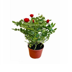 flor ornamental natural roseira p13 un