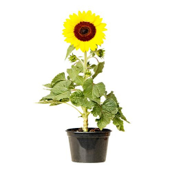 flor ornamental natural girassol p.15 un