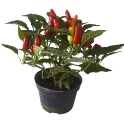 pimenta ornamental