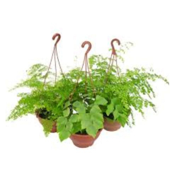 flor ornamental natural avenca variada un