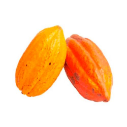 cacau - 500g - aproximadamente 1 unidade