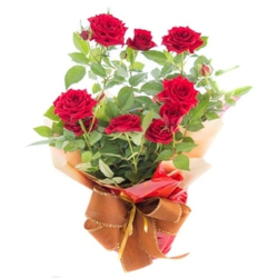 roseira mini pt 13 especial