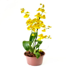 flor orquidea oncidium especial