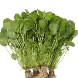 agriao da terra - unidade