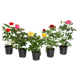 roseira mini veiling p06